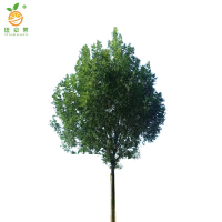 廷豪果 白腊树 5公分 /棵