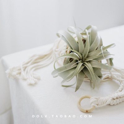 霸王空气凤梨热带植物无土栽培桌面绿植盆栽防辐射霸王空凤单棵（φ12cm无土栽培）不含盆