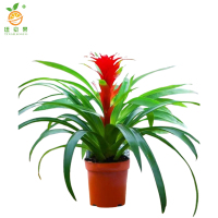 廷豪果 鸿运当头6株盆栽 XZ1793# /盆
