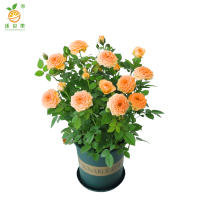 廷豪果 月季 4-6分枝 /棵