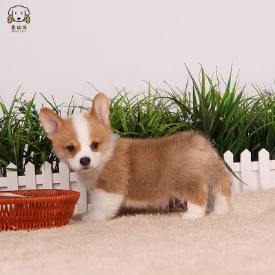 柯基犬幼犬柯基狗狗活体 纯种血统级双色三色柯基犬小狗 贵族矮脚骑士断尾迷人柯基 小体柯基可视频挑选