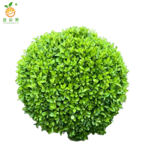 廷豪果 卫矛球 冠幅150cm /棵