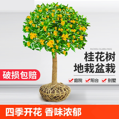 [补贴10%]桂花树苗盆栽四季桂室内植物庭院盆景地栽花卉大树耐寒好养不怕