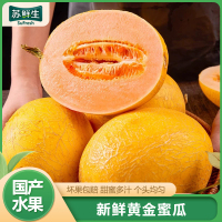 [苏鲜生]黄金蜜瓜 净重8.5斤 2-5个 冰淇淋新鲜水果当季哈蜜瓜