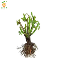 廷豪果 月月红 红粉黄 /棵