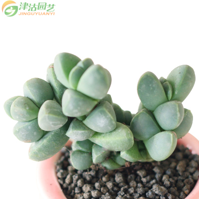 津沽园艺多肉套装鹿角海棠肉肉拇指陶瓷盆多肉植物营养土铺面金刚砂桌面创意盆栽1套