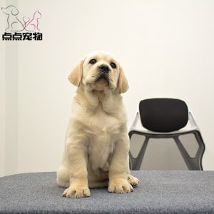 [点点宠物]宠物狗狗纯种拉布拉多犬幼犬 血统级拉布拉多 短毛家养健康宠物狗 高智商导盲犬 黄色奶白色黑色 可视频挑选