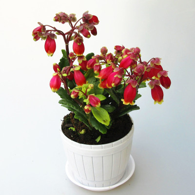 回固四季开花绿植盆栽宫灯长寿花期长苗灯笼花室内阳台花卉四季开花单瓣宫灯长寿花带盆栽好