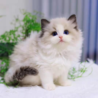 麦比佳 布偶猫幼猫 纯种布偶宠物猫咪活体幼崽 长毛猫 网红仙女猫猫 双血统赛级名猫海豹双色蓝双重点色蓝眼睛有视频