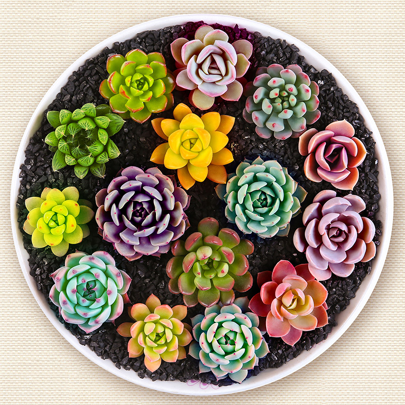 多肉植物组合盆栽批 肉嘟嘟 室内肉肉绿植花卉多肉室内花 盆栽