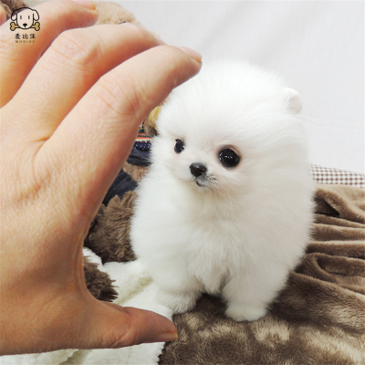狗狗博美价格 狗狗博美最新报价 狗狗博美多少钱 苏宁易购