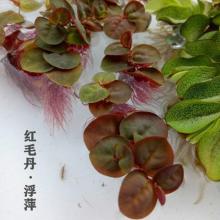水陶瓷鱼缸图片 水陶瓷鱼缸图片大全第3页 苏宁易购