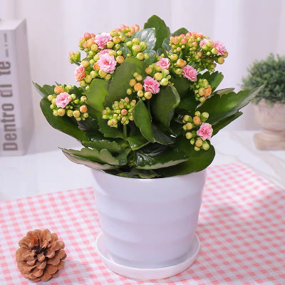 长寿花盆栽花卉观花植物室内四季开花不断带花苞重瓣大盆好养绿植