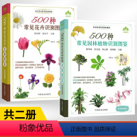[正版]500种常见园林植物识别图鉴+500种常见花卉识别图鉴 全2册景观园林植物图鉴常见园林树木识别植物分类与应用野